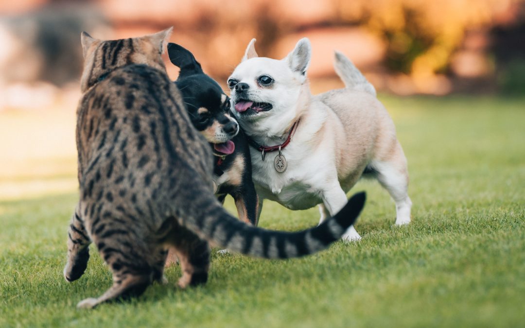 Comment fonctionne la communication animale ?